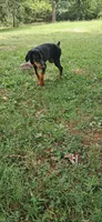 Alaska , a female Doberman Pinscher for sale in Mebane, NC – 1 of 1