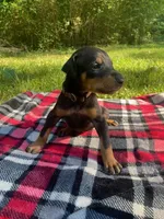 Cairo , a male Doberman Pinscher for sale in Mebane, NC – 10 of 10