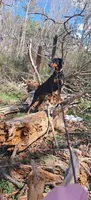 Cairo, a male Doberman Pinscher for sale in Mebane, NC – 6 of 6