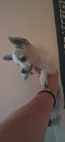 Vinny, a male Chihuahua for sale in Hillsborough, NC – 4 of 4