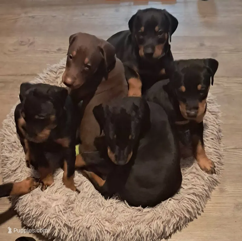 Jericho  – Doberman Pinscher puppy for sale in Mebane, NC