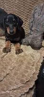 Alaska, a female Doberman Pinscher for sale in Mebane, NC – 4 of 4