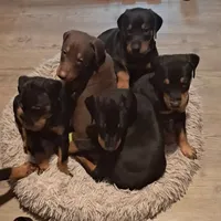 Bristol , a female Doberman Pinscher for sale in Mebane, NC – 3 of 5