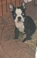 Winter, a female Boston Terrier for sale in Durham, NC – 2 of 8