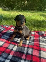 Cairo , a male Doberman Pinscher for sale in Mebane, NC – 4 of 10