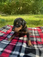 Cairo , a male Doberman Pinscher for sale in Mebane, NC – 5 of 10
