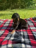Cairo , a male Doberman Pinscher for sale in Mebane, NC – 9 of 10