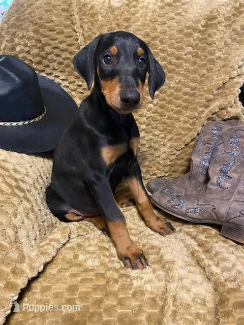 Cairo – Doberman Pinscher puppy for sale in Mebane, NC