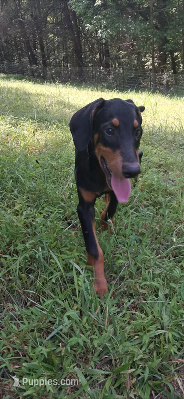 Cairo – Doberman Pinscher puppy for sale in Mebane, NC