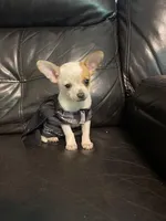 Astro, a male Chihuahua for sale in Mebane, NC – Photo 4 of 10