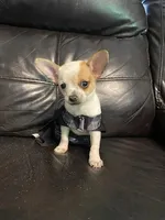 Astro, a male Chihuahua for sale in Mebane, NC – Photo 2 of 10