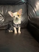 Astro, a male Chihuahua for sale in Mebane, NC – Photo 5 of 10