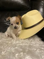 Astro, a male Chihuahua for sale in Mebane, NC – Photo 10 of 10