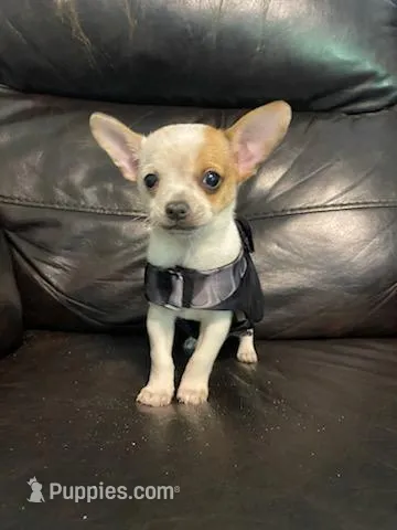 Astro – Chihuahua puppy for sale in Mebane, NC
