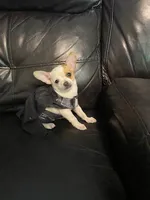 Astro, a male Chihuahua for sale in Mebane, NC – Photo 3 of 10