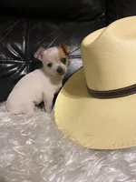 Astro, a male Chihuahua for sale in Mebane, NC – Photo 7 of 10