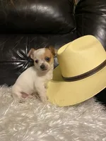 Astro, a male Chihuahua for sale in Mebane, NC – Photo 8 of 10