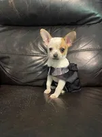 Astro, a male Chihuahua for sale in Mebane, NC – Photo 6 of 10