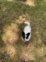 Sally , a female Papillon for sale in Mebane, NC – 3 of 5