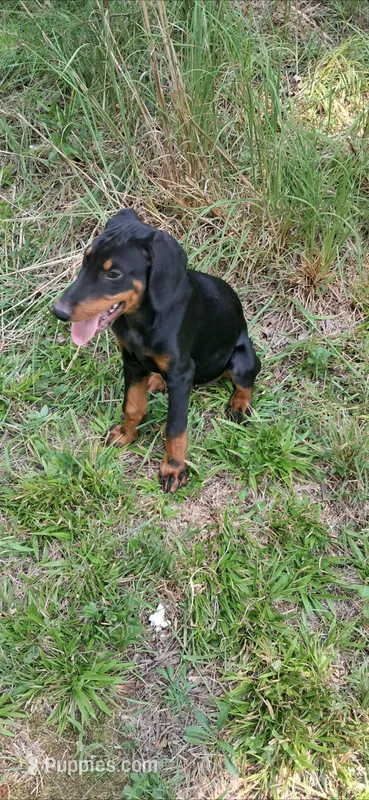 Capri – Doberman Pinscher puppy for sale in Mebane, NC