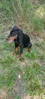 Capri, a female Doberman Pinscher for sale in Mebane, NC – 1 of 3