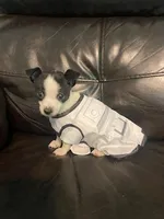 Nasa , a male Chihuahua for sale in Mebane, NC – Photo 2 of 7