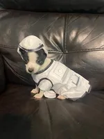 Nasa , a male Chihuahua for sale in Mebane, NC – Photo 3 of 7