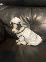 Nasa , a male Chihuahua for sale in Mebane, NC – Photo 4 of 7