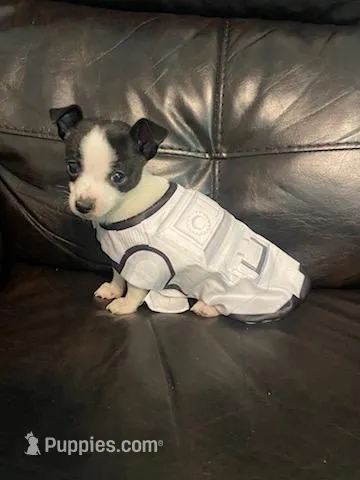 Nasa  – Chihuahua puppy for sale in Mebane, NC