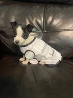 Nasa , a male Chihuahua for sale in Mebane, NC – Photo 1 of 7