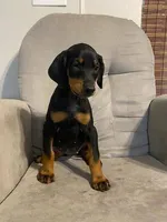 Jericho , a female Doberman Pinscher for sale in Mebane, NC – 3 of 8