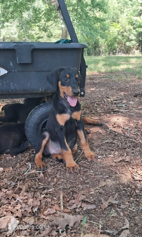 Jericho  – Doberman Pinscher puppy for sale in Mebane, NC