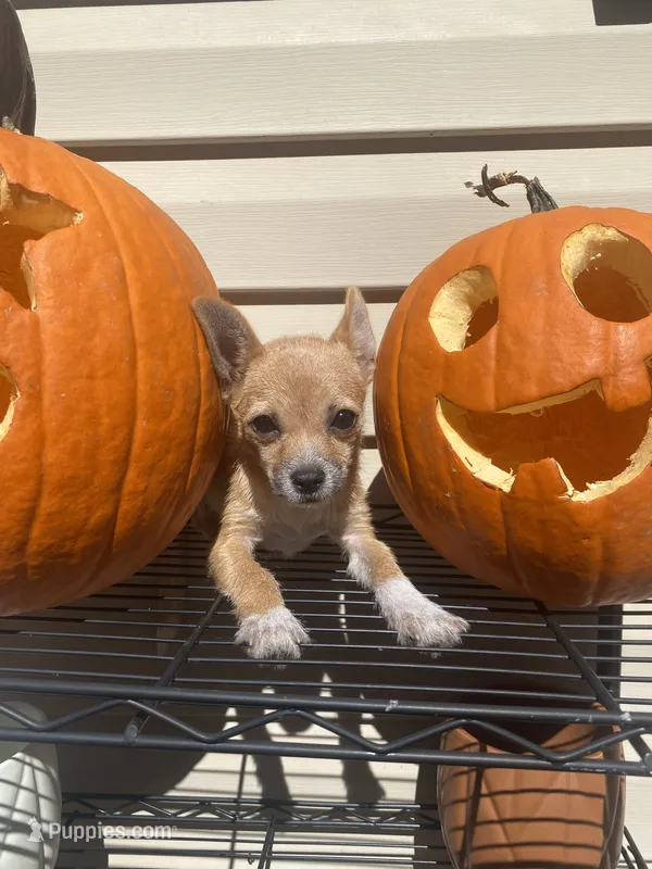 Freya – Chihuahua puppy for sale in Hillsborough, NC