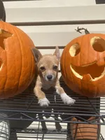 Freya, a female Chihuahua for sale in Hillsborough, NC – 1 of 4