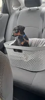 Oregon, a male Doberman Pinscher for sale in Mebane, NC – 4 of 5