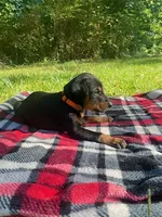 Cairo , a male Doberman Pinscher for sale in Mebane, NC – 8 of 10