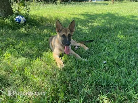 Turbo  – German Shepherd Dog puppy for sale in Hillsborough, NC