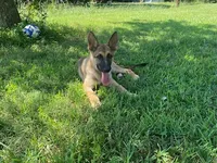 Turbo , a male German Shepherd Dog for sale in Hillsborough, NC – 1 of 5