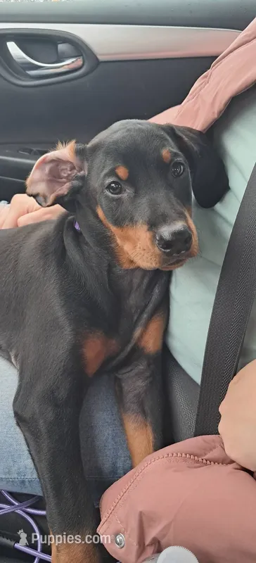 Cairo – Doberman Pinscher puppy for sale in Mebane, NC