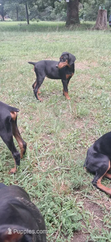 Cairo – Doberman Pinscher puppy for sale in Mebane, NC