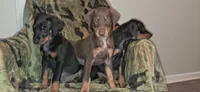 Capri, a female Doberman Pinscher for sale in Mebane, NC – 5 of 5