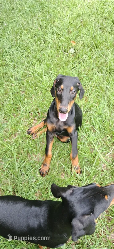 Alaska  – Doberman Pinscher puppy for sale in Mebane, NC
