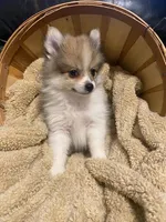 Mario, a male Pomeranian for sale in Mebane, NC – Photo 5 of 5