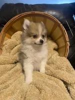 Mario, a male Pomeranian for sale in Mebane, NC – Photo 3 of 5