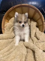 Mario, a male Pomeranian for sale in Mebane, NC – Photo 1 of 5