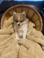 Mario, a male Pomeranian for sale in Mebane, NC – Photo 2 of 5