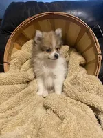 Mario, a male Pomeranian for sale in Mebane, NC – Photo 4 of 5