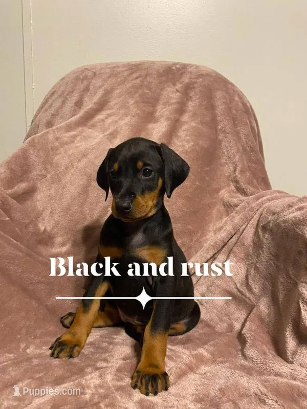 Capri – Doberman Pinscher puppy for sale in Mebane, NC
