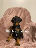 Capri, a female Doberman Pinscher for sale in Mebane, NC – 1 of 5