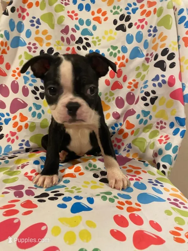 Elvira  – Boston Terrier puppy for sale in Durham, NC